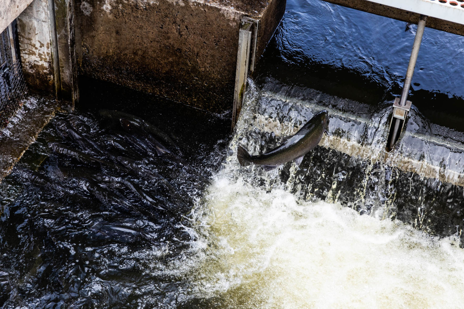 Debate centers on whether acidity is re-emerging